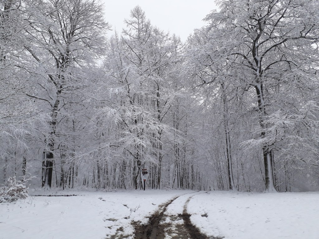 Floresta em Tallin, Ardennes, Bélgica