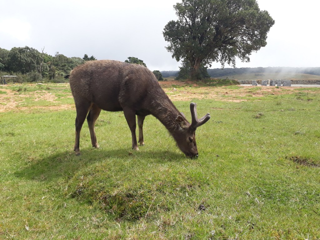 nuwara-eliya-sri-lanka-horton-plains