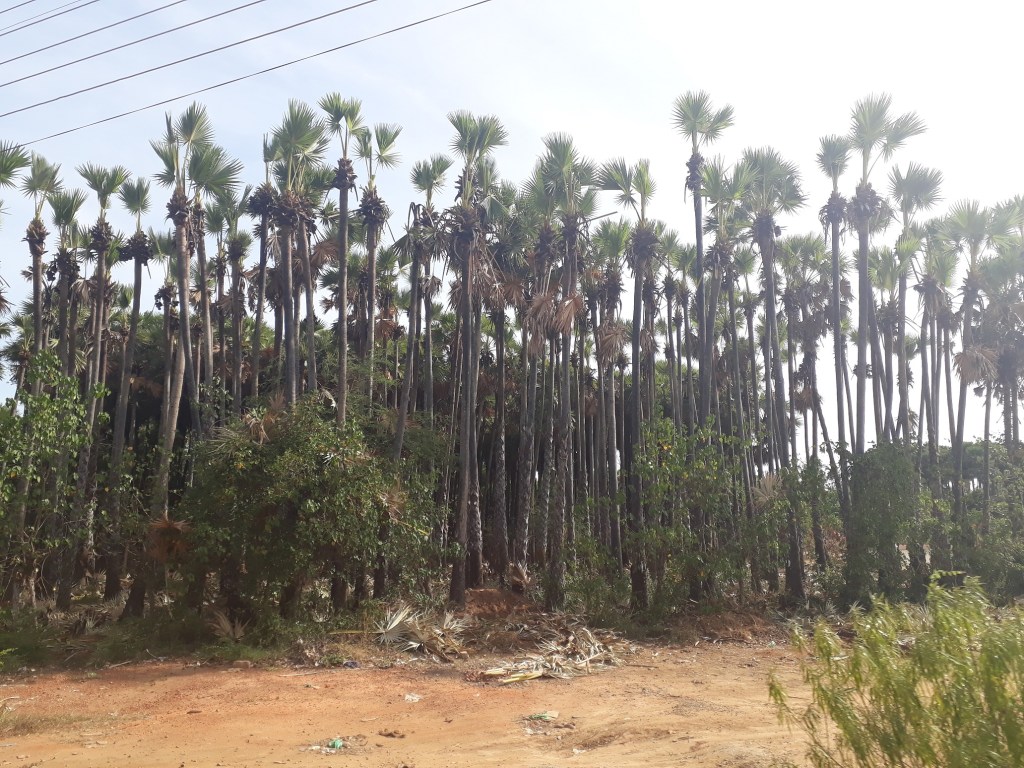 palmyrah-jaffna-sri-lanka